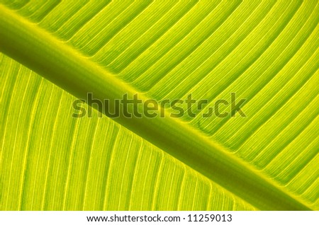 Banana tree leaf  backlight