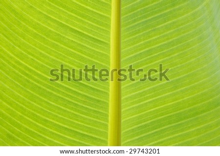 Canarian banana tree leaf backlight