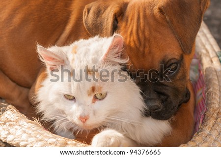 A small cat and a small dog playing together as good friends