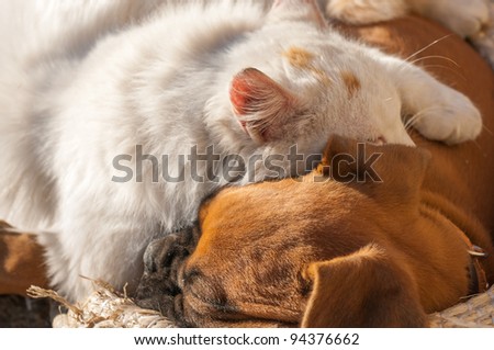 A small cat and a small dog sleeping together as good friends