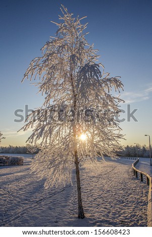 frozen tree in low winter sunshine