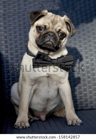 cute pug puppy small toy dog bow tie