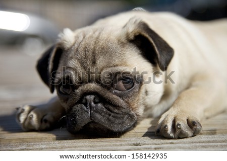 cute pug puppy small toy dog resting curious