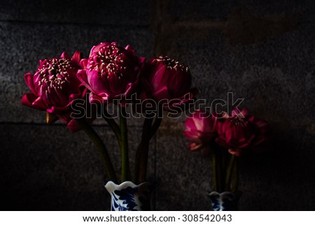 Bouquet of Pink Lotus on dark brick background, Dramatic lighting, Selective focus.