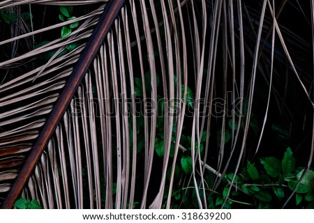Dark green leaves of a plant with dry coconut leaves, low key, nature background