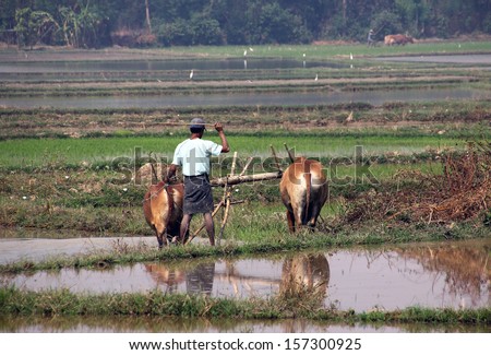 A farmer in Myanmar near Pyay is plowing his fields with an ox team. He is wearing the traditional lunghi. In the background is another farmer with his oxen.  Recognition features are changed.
