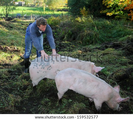 An organic farmer is standing on a meadow of his farm together with his pigs, who are rummaging in the ground. He is touching his animals with great care and fun.