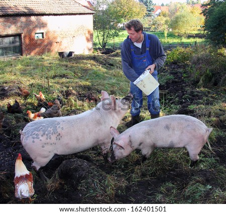 An organic farmer is feeding his pigs and his chicken. He is standing on a meadow with a bucket, surrounded by his pigs and hens and rooster. He is treating his animals with care.