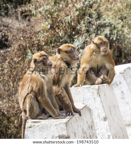 three monkeys at the side of the road in Bhutan