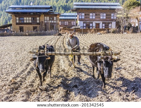 BUMTHANG, BHUTAN - MARCH 6, 2014: A farmer in Bumthang, Bhutan is ploughing his field with an ox-team. In the background are a few original bhutanes Village houses.