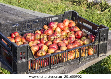 red ripe organic apples, freshly picked, are stored in a crate.