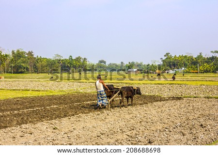 A farmer from the east of India is plowing his field with an ox-team. He is wearing the traditional lunghi. (unrecognizable person)