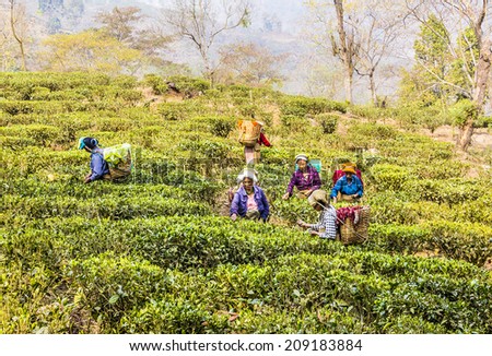 DARJEELING, INDIA - MARCH 14, 2014: Tea pickers in Darjeeling, India, dressed in colorful clothes, are plucking the fresh tea leaves  from the bushes. It is the first harvest in the year.