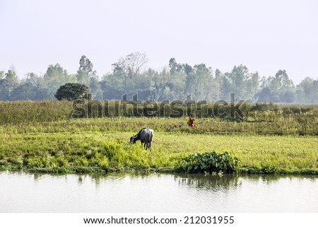 A nepali womann in colorful clothes and a water buffalo on the other side of a small river. (unrecognizable person)