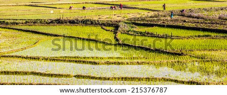 Freshly planted rice near Pokara, Nepal. farmers are busy on their land. (Unrecognizable people)