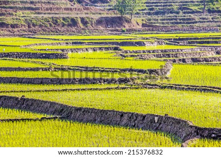 Rice terraces with freshly planted rice near Pokhara, Nepal. The paddy fields have an intense light green color.
