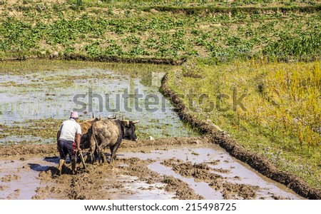 POKHARA, NEPAL - MARCH 28, 2014: A nepalese farmer is plowing his paddy field with an ox-team.