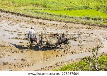 KATHMANDU, NEPAL - MARCH 28, 2014: A nepalese farmer between Pokhara and Kathmandu is plowing his paddy field wit an ox-team.
