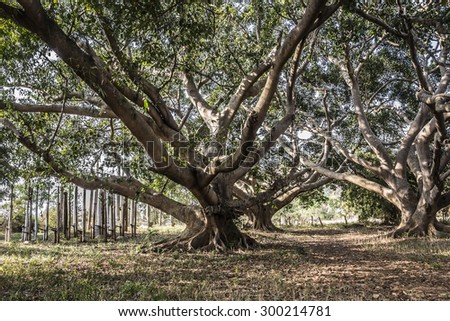 LOIKAW, MYANMAR - FEBRUARY 7, 2015: Giant trees at an animist ritual place near Loikaw, Myanmar. In the background are wooden poles, that are significant for the thanksgiving ritual.