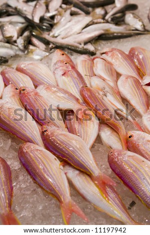 Fresh fish lined up at a fresh fish market