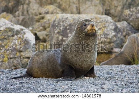 Seal with a concerned look on its face