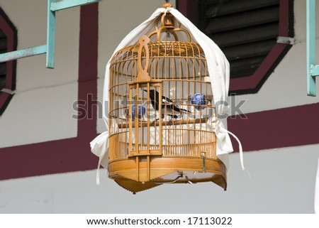 Bird in cage for sale at bird market