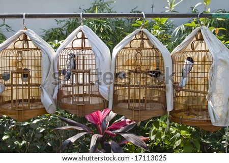 Row of cages with birds for sale