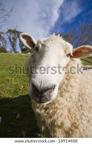 Closeup of a New Zealand sheep with a wide angle lens