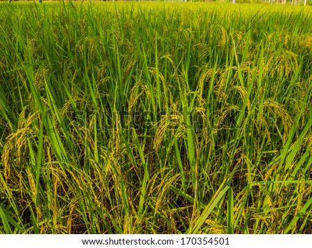A rice farm on sunny day
