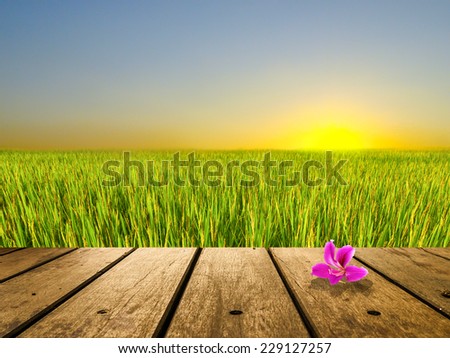 Fresh morning with orchid on wood broad and green field