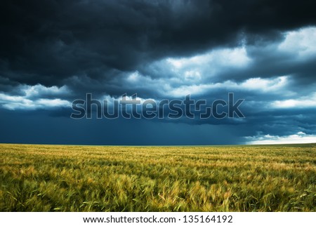 wheat field and stormy sky landscape