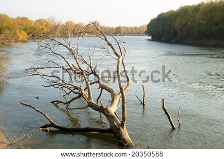 Autumn landscape with the dry tree which has fallen in the river