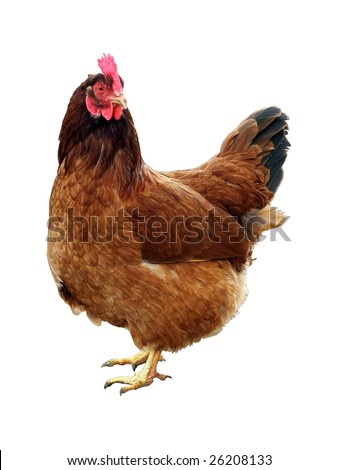 Chicken One chicken. Chicken One chicken.