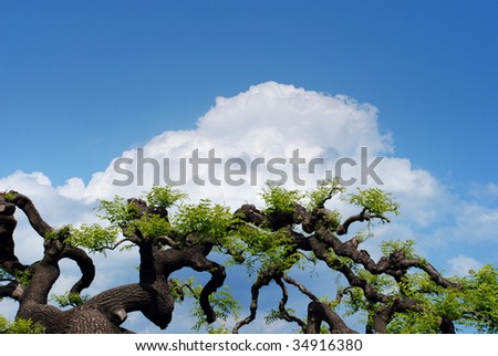 Decorative branches of trees against the blue sky with clouds