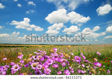 Summer landscape beautiful sky and wildflowers
