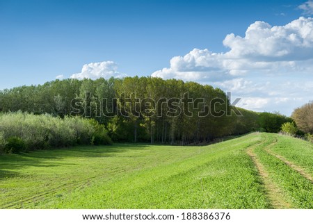 summer forest and ground road beautiful landscape