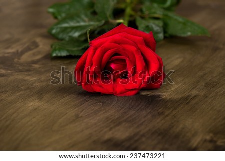 red rose on dark wood background