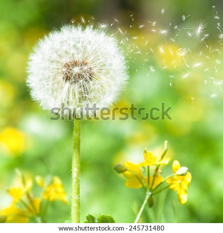 bright dandelion with flying seeds. spring season