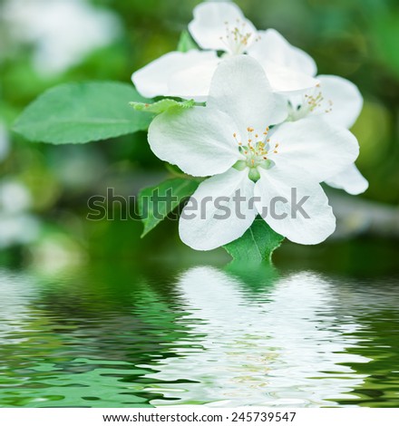 white flower reflected in water