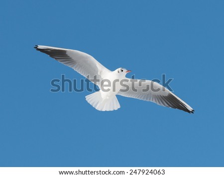 big white bird fly on sky