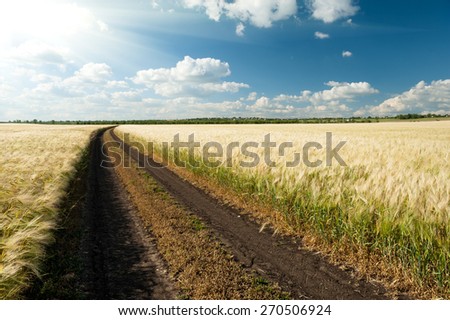 ground road in wheaten field. summer landscape