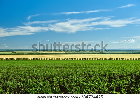 vegetable field and blue sky summer landscape