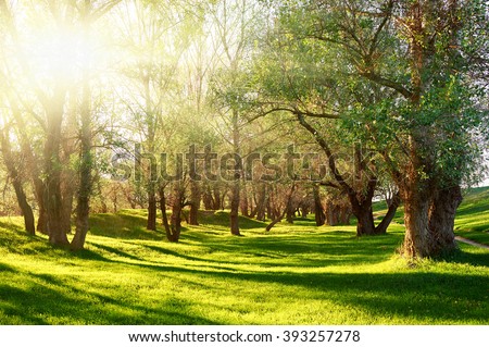 Sunset in forest, sunlight with tree shadows on glade