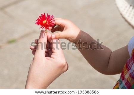 Little baby giving white flower to mother