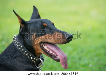 Close-up portrait of happy purebred Doberman pinscher with open mouth outdoors