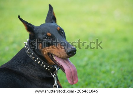 Close-up portrait of happy purebred Doberman pinscher with open mouth outdoors
