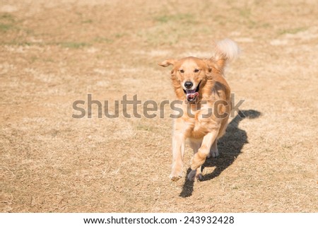 Golden retriever dog running in the field