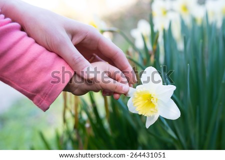 The hands of the mother and child to touch the narcissus flower