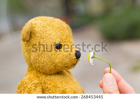 Teddy bear to smell the smell of white flowers