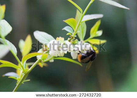 Carpenter bees to eat blueberry flower nectar